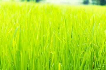 Rice, the main food of man Green rice