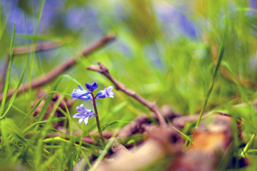 Tiny Bluebell flowers blossom in Badbury hills, UK