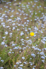 Little yellow flower among the blue flowers