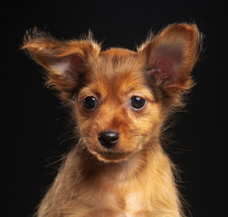 Toy Terrier Dog on Isolated Black Background in studio