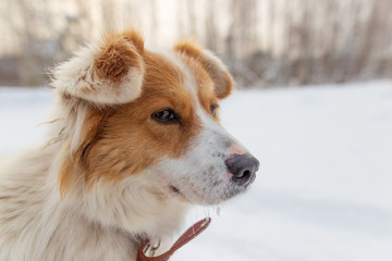 Portrait of dog on snow in winter