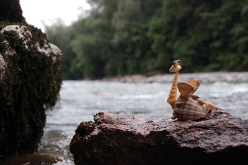 Image of a dragon made of shells. Handmade.