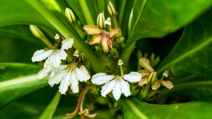 white flowers and green leaves, Maldives.