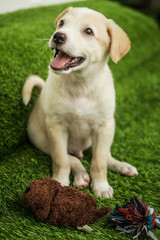 Portrait of Happy brown cute Labrador Retriever puppy with foliage bokeh background. Head shot of smile dog with colorful spring leaf