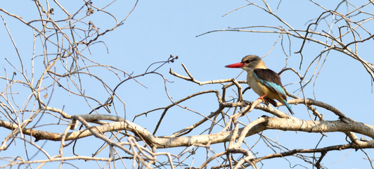 Brown-heade Kingfisher, Namibia