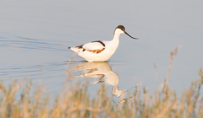 Pied avocet (Recurvirostra avosetta)