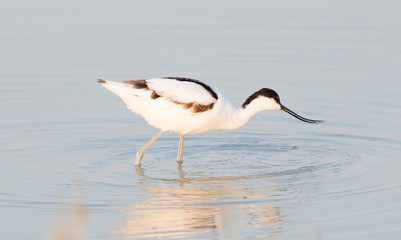 Pied avocet (Recurvirostra avosetta)