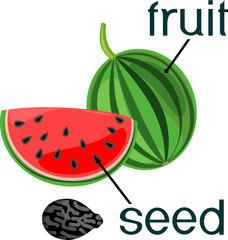 Sliced red watermelon and seed isolated on white background