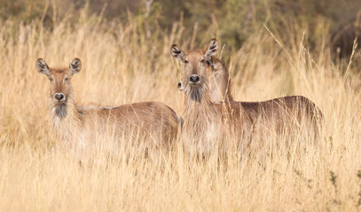 Waterbuck in Namibia
