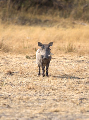 Warthog in the Kalahari