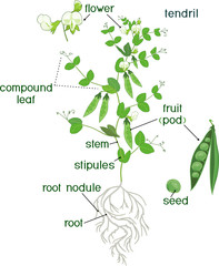 Parts of plant. Morphology of pea plant with fruits, flowers, green leaves and root system isolated on white background