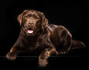 Labrador Dog on Isolated Black Background in studio