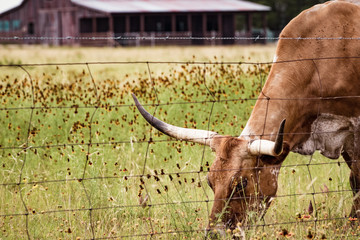 Closeup of Texas longhorn steer grazing in meadow of wildflowers  with barn in background