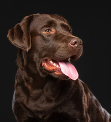Labrador Dog on Isolated Black Background in studio
