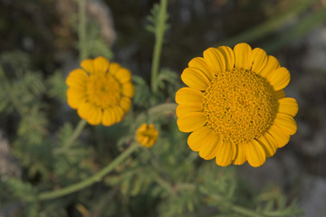 Sommerblume