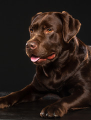 Labrador Dog on Isolated Black Background in studio