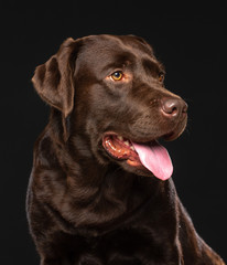 Labrador Dog on Isolated Black Background in studio