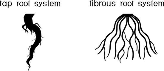 Two different types of root systems: tap and fibrous root systems - obrazy, fototapety, plakaty