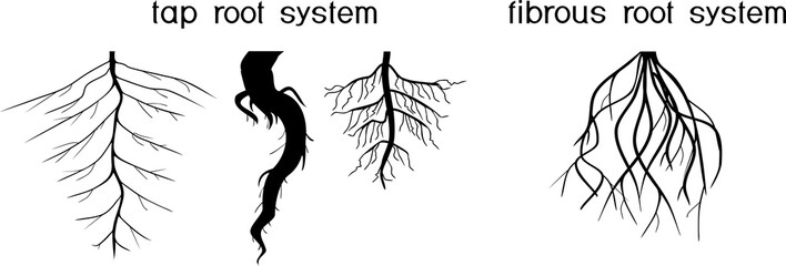 Two different types of root systems: tap and fibrous root systems - obrazy, fototapety, plakaty