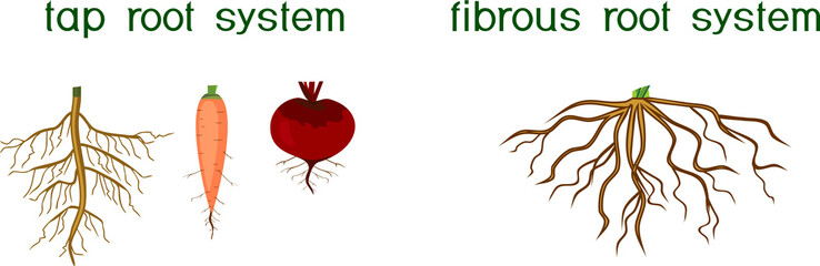 Two different types of root systems: tap and fibrous root systems