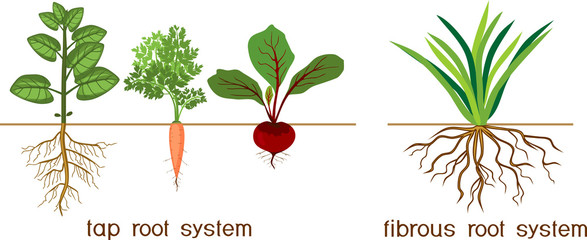 Plants with different types of root systems: tap and fibrous root systems - obrazy, fototapety, plakaty