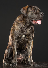 Boerboel Dog  Isolated  on Grey Background in studio