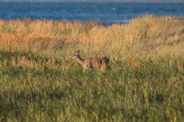 Rotwild an der ostsee
