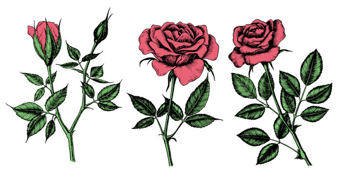 Collection of 3 Hand drawn roses isolated on white background. Elements for design.