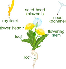 Obraz premium Parts of plant. Morphology of dandelion with leaves, flowers, root and titles