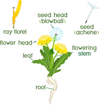 Parts of plant. Morphology of dandelion with leaves, flowers, root and titles
