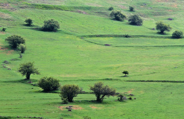 Obraz premium Green hills with small bushes in Turkey