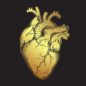 Naklejka Human heart of gold. Anatomically correct hand drawn line art and dotwork flash tattoo or print design vector illustration.