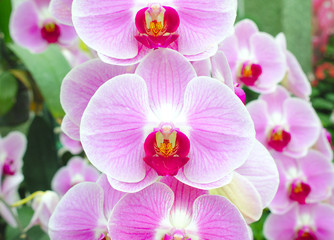 Beautiful pink orchid flower on nature background