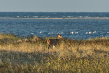 Naklejka premium Rotwild an der ostseeküste
