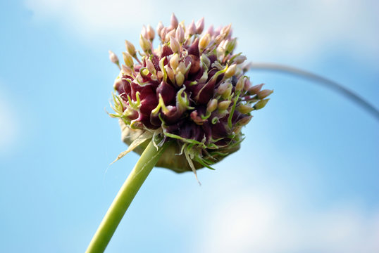 Garlic plant blooming (head with seeds on stem), soft blurry cloudy sky  background