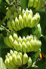  cluster of young  banana in banana tree 