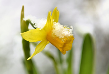 snow on the petals of a daffodil © coco