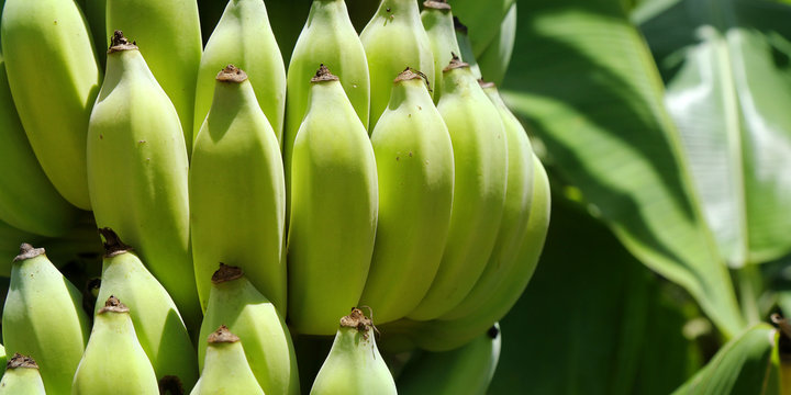  cluster of young  banana in banana tree 