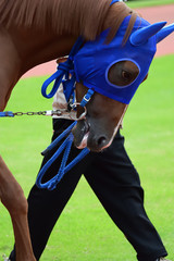 race horse on paddock in Japan