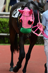 race horse on paddock in Japan