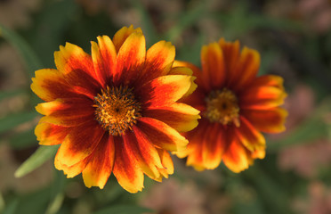 Blume - Rot/Gelbe Blüte