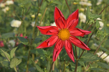 Sommerblume