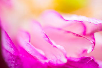 Lotus pink photo near