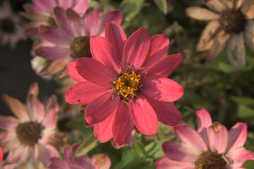 Sommerblume