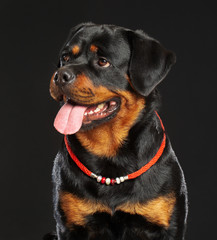 Obraz premium Rottweiler Dog Isolated on Black Background in studio
