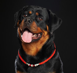 Obraz premium Rottweiler Dog Isolated on Black Background in studio