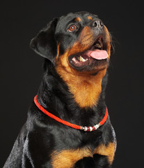 Obraz premium Rottweiler Dog Isolated on Black Background in studio