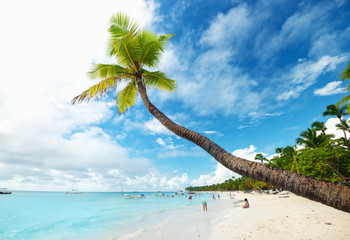 long palm tree and beach on Saona Island