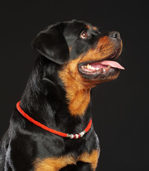 Rottweiler Dog  Isolated  on Black Background in studio