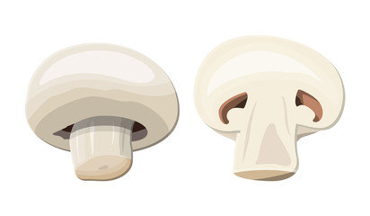 Ripe mushroom champignon